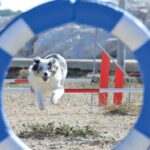 Toulon : Journée du Chien - 2e édition