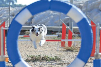 Toulon : Journée du Chien - 2e édition