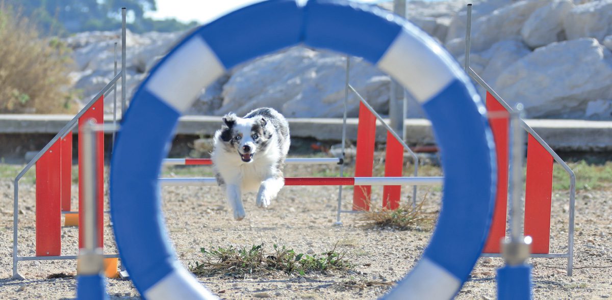 Toulon : Journée du Chien - 2e édition