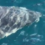 Un Pécheur Croise un Requin Blanc Impressionnant à Port-Cros