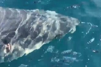 Un Pécheur Croise un Requin Blanc Impressionnant à Port-Cros