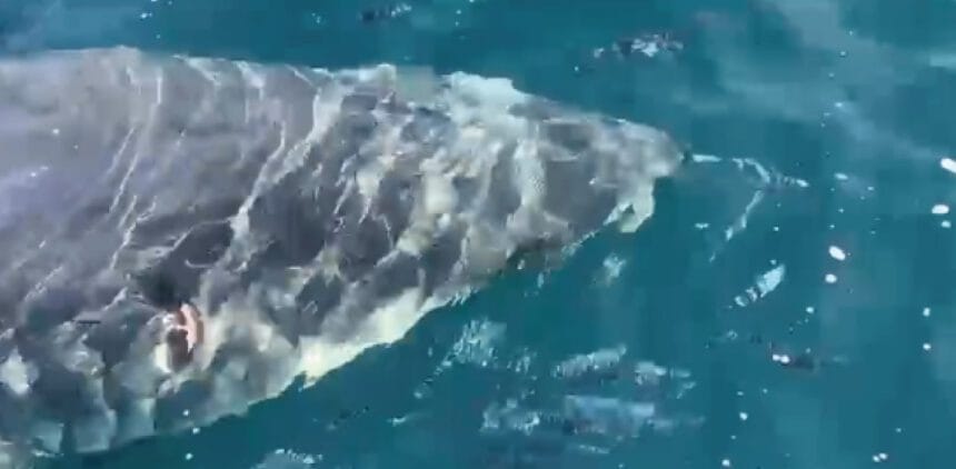 Un Pécheur Croise un Requin Blanc Impressionnant à Port-Cros