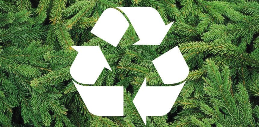 Recyclage des sapins de Noël à Toulon et dans la métropole toulonnaise